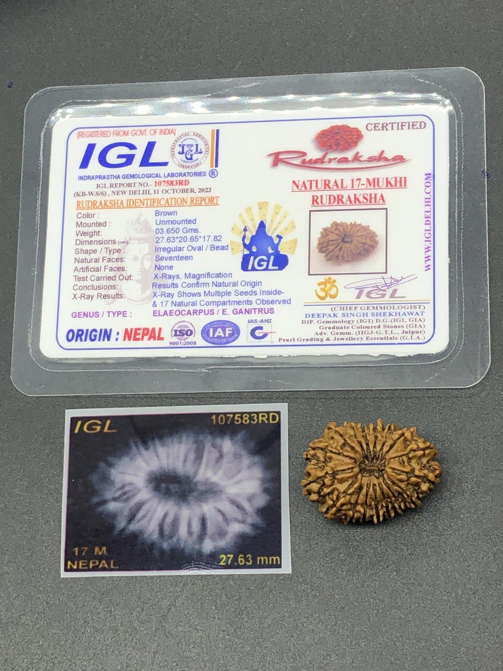 17 Mukhi Nepal Rudraksha Seventeen Face 27.63mm 3.65 Gms