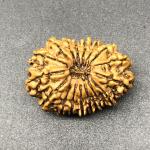 17 Mukhi Nepal Rudraksha Seventeen Face 27.63mm 3.65 Gms