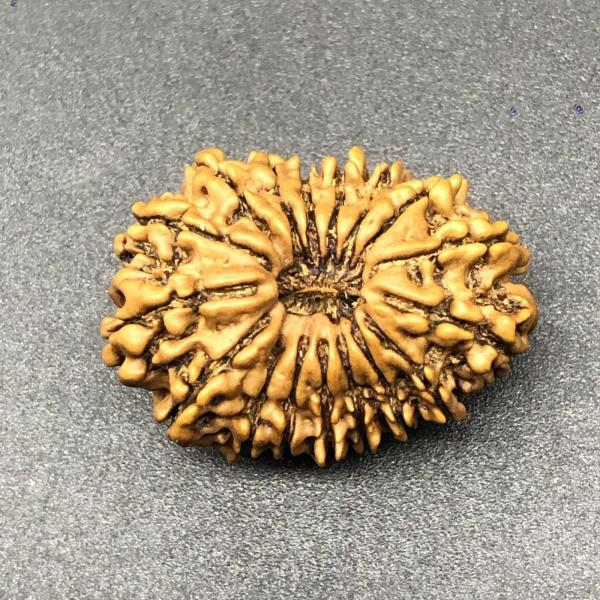 17 Mukhi Nepal Rudraksha Seventeen Face 27.63mm 3.65 Gms