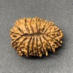 17 Mukhi Nepal Rudraksha Seventeen Face 27.63mm 3.65 Gms