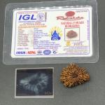 17 Mukhi Nepal Rudraksha Seventeen Face 29.02mm 3.48 Gms