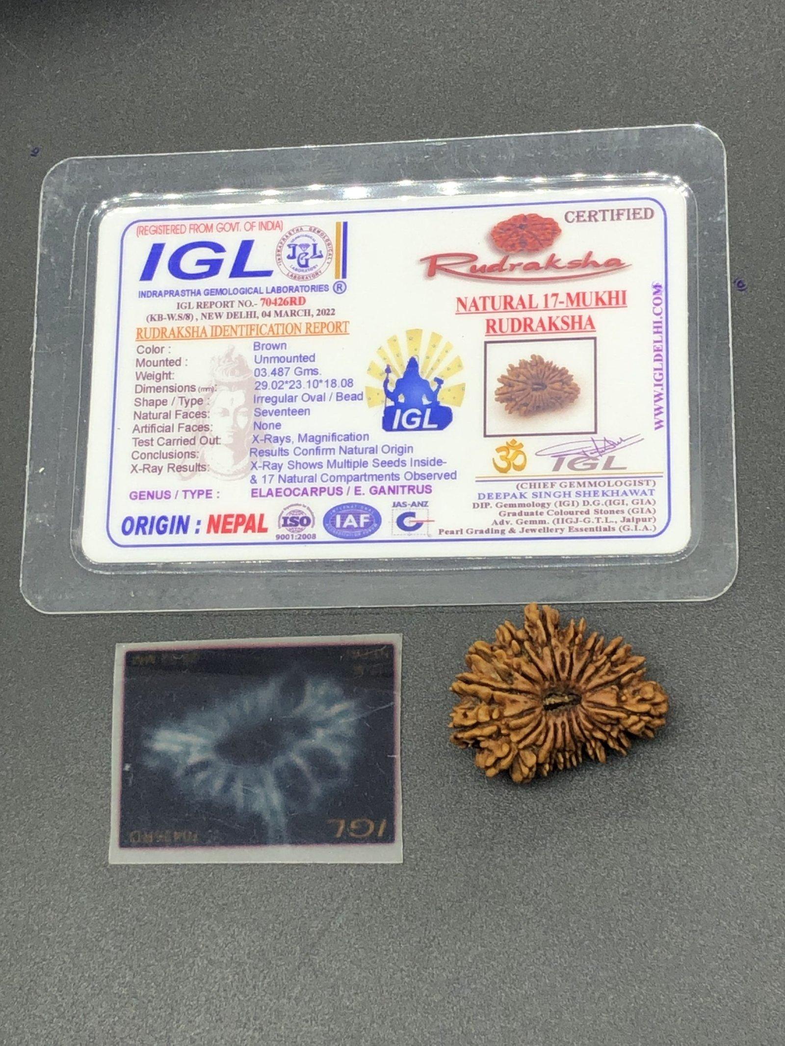 17 Mukhi Nepal Rudraksha Seventeen Face 29.02mm 3.48 Gms