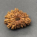 17 Mukhi Nepal Rudraksha Seventeen Face 29.02mm 3.48 Gms
