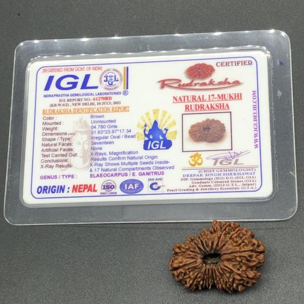 17 Mukhi Nepal Rudraksha Seventeen Face 31.63mm 4.78 Gms