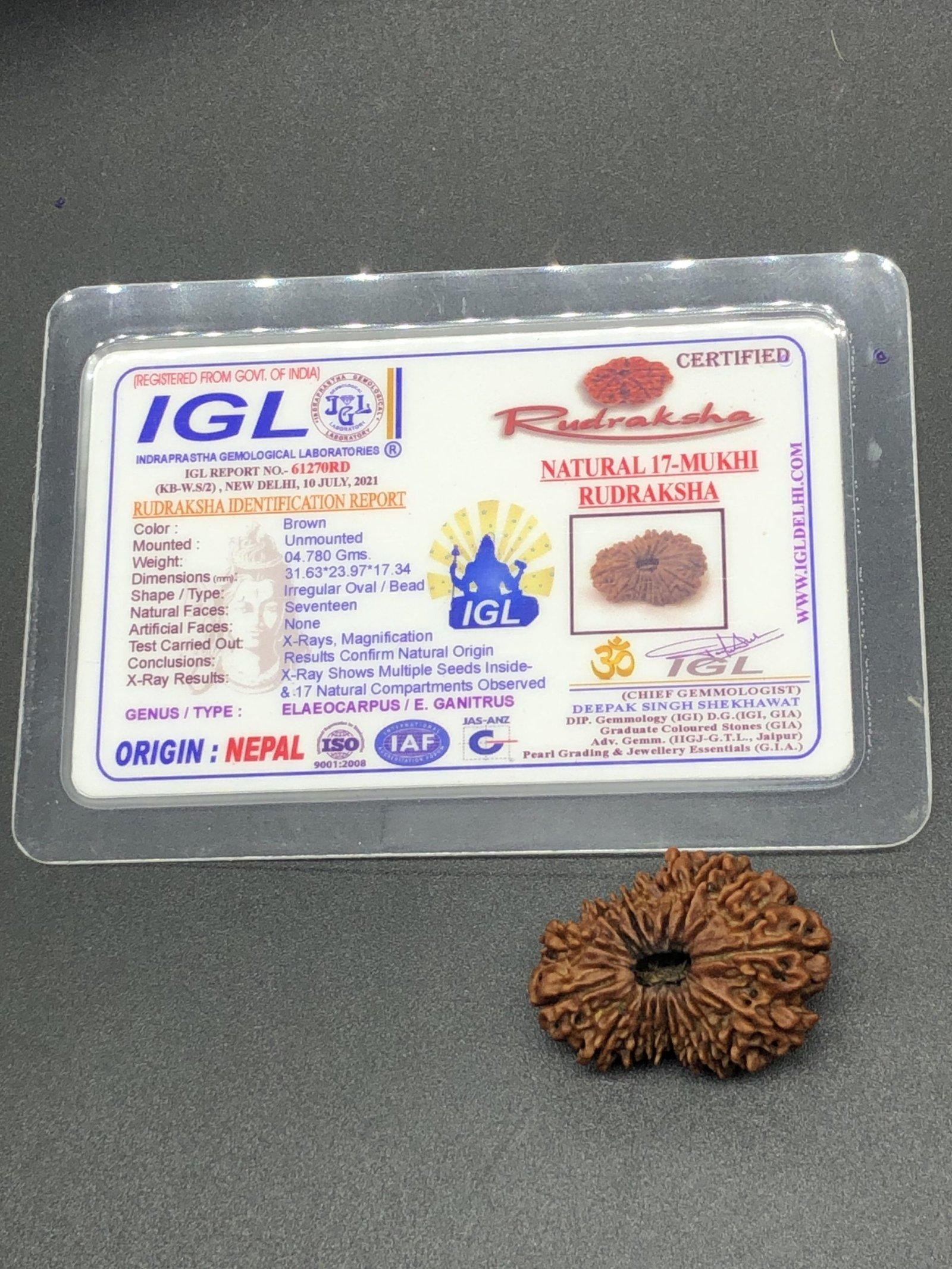 17 Mukhi Nepal Rudraksha Seventeen Face 31.63mm 4.78 Gms