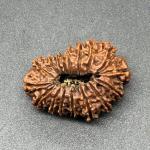 17 Mukhi Nepal Rudraksha Seventeen Face 31.63mm 4.78 Gms