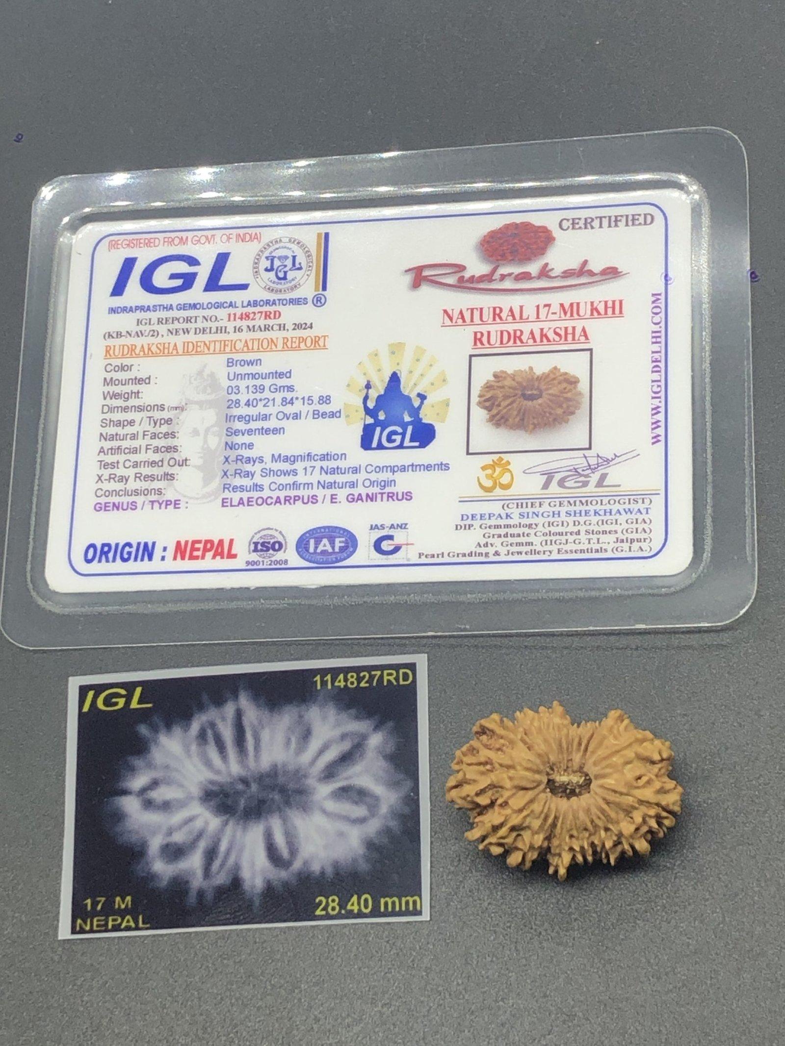 17 Mukhi Nepal Rudraksha Seventeen Face 28.40mm 3.13 Gms