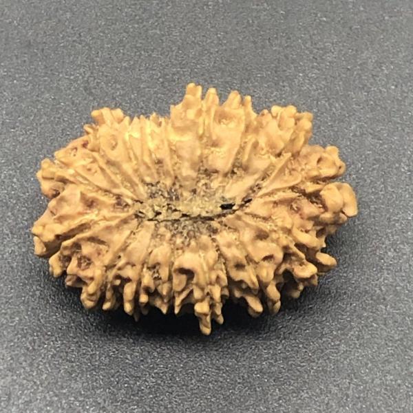 17 Mukhi Nepal Rudraksha Seventeen Face 28.40mm 3.13 Gms