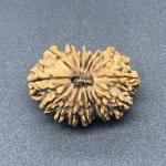 17 Mukhi Nepal Rudraksha Seventeen Face 29.77mm 4.28 Gms