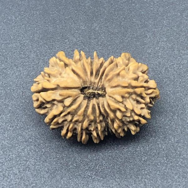 17 Mukhi Nepal Rudraksha Seventeen Face 29.77mm 4.28 Gms