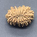 17 Mukhi Nepal Rudraksha Seventeen Face 29.77mm 4.28 Gms