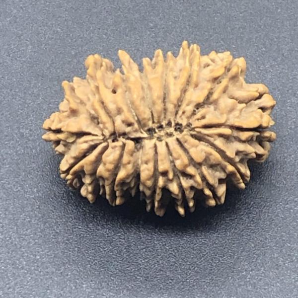17 Mukhi Nepal Rudraksha Seventeen Face 29.77mm 4.28 Gms