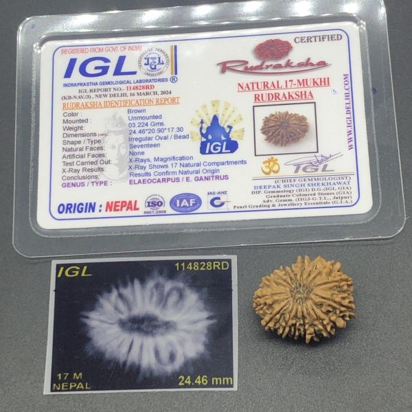 17 Mukhi Nepal Rudraksha Seventeen Face 24.46mm 3.22Gms