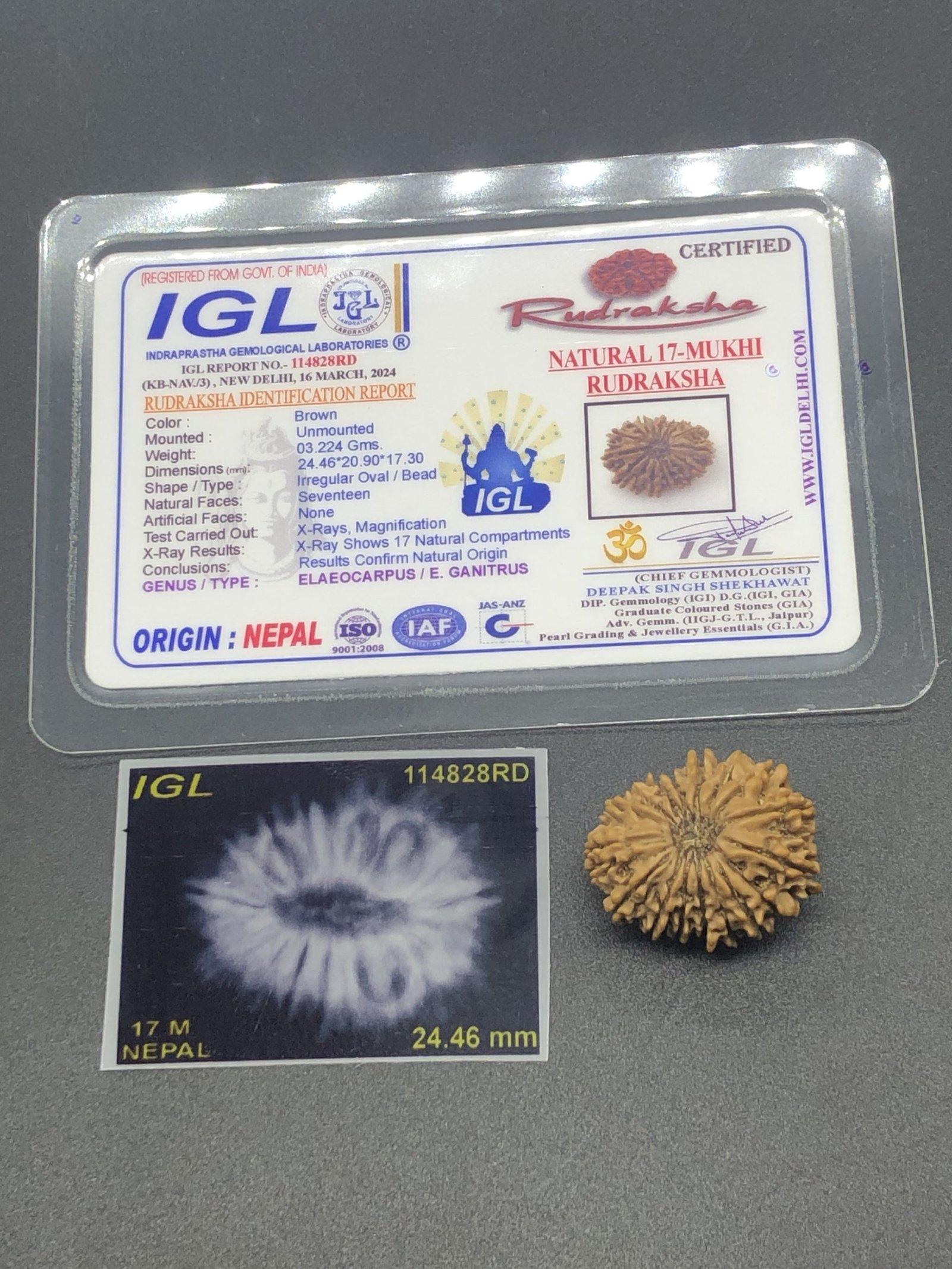 17 Mukhi Nepal Rudraksha Seventeen Face 24.46mm 3.22Gms