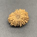 17 Mukhi Nepal Rudraksha Seventeen Face 24.46mm 3.22Gms