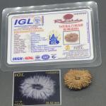 17 Mukhi Nepal Rudraksha Seventeen Face 25.52mm 3.11Gms