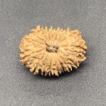 17 Mukhi Nepal Rudraksha Seventeen Face 25.52mm 3.11Gms