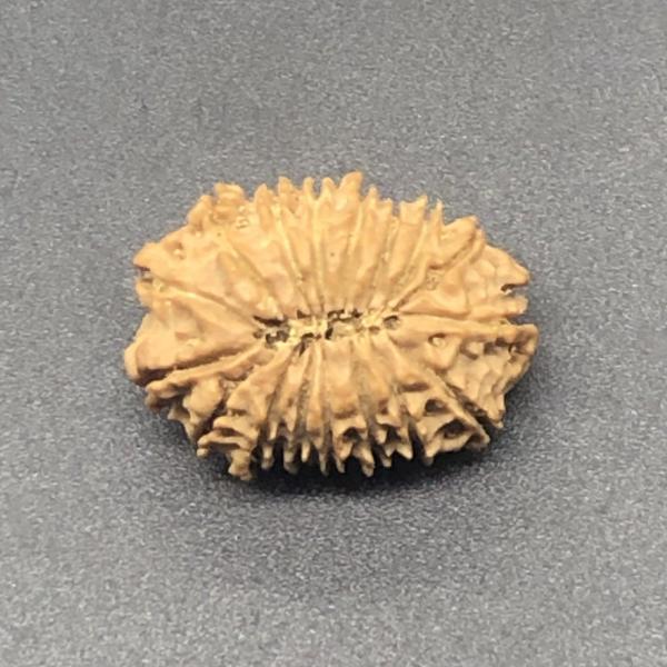 17 Mukhi Nepal Rudraksha Seventeen Face 25.52mm 3.11Gms