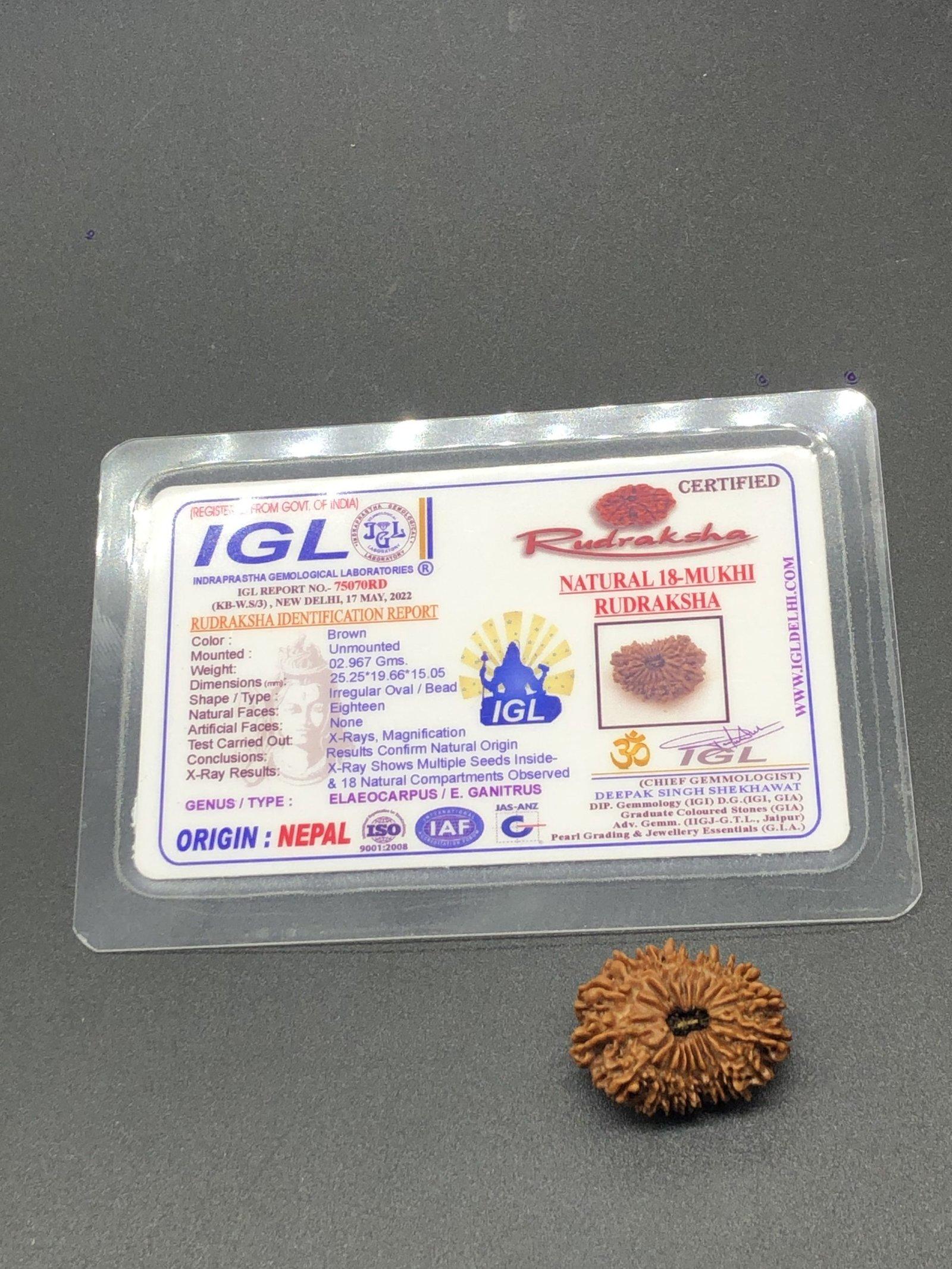 18 Mukhi Nepal Rudraksha Eighteen Face 25.25mm 2.96 GMS