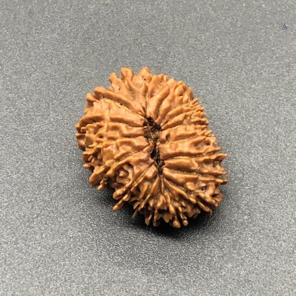 18 Mukhi Nepal Rudraksha Eighteen Face 25.25mm 2.96 GMS