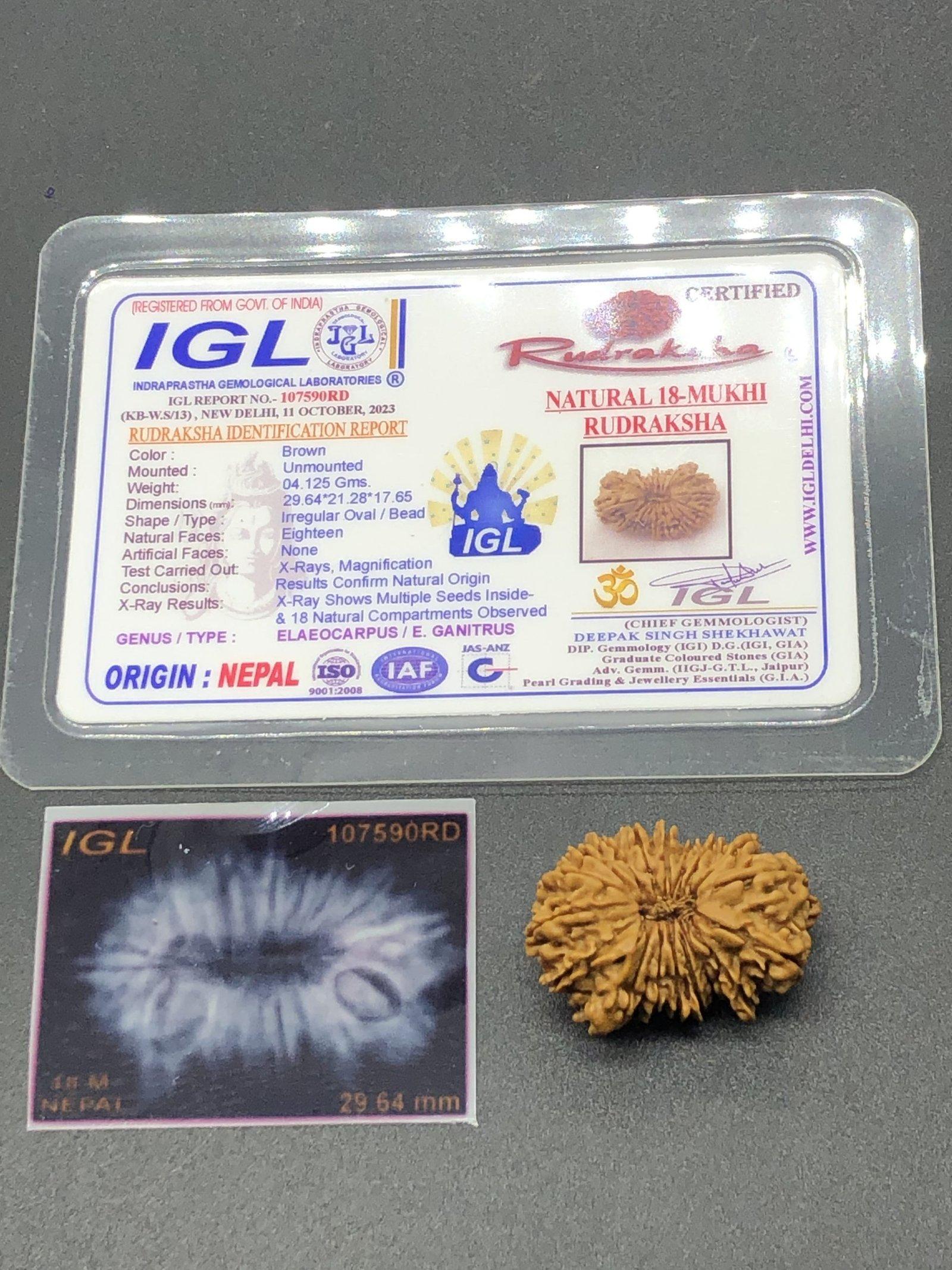 18 Mukhi Nepal Rudraksha Eighteen Face 29.64mm 4.12 GMS