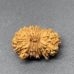 18 Mukhi Nepal Rudraksha Eighteen Face 29.64mm 4.12 GMS