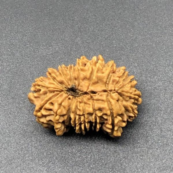 18 Mukhi Nepal Rudraksha Eighteen Face 29.64mm 4.12 GMS