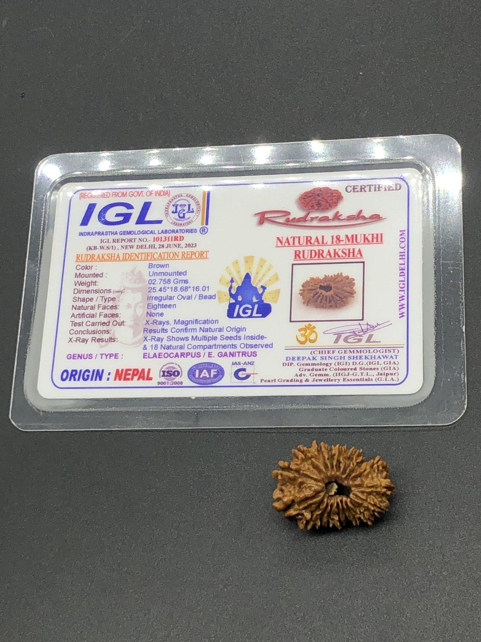 18 Mukhi Nepal Rudraksha Eighteen Face 25.45mm 2.75 GMS