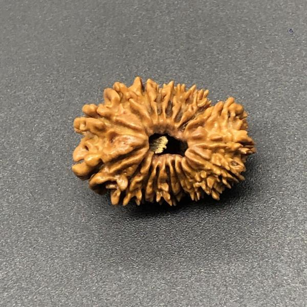 18 Mukhi Nepal Rudraksha Eighteen Face 25.45mm 2.75 GMS