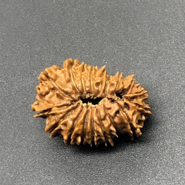 18 Mukhi Nepal Rudraksha Eighteen Face 25.45mm 2.75 GMS
