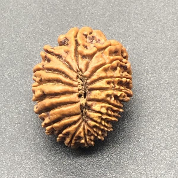18 Mukhi Nepal Rudraksha Eighteen Face 24.20mm 3.77 GMS