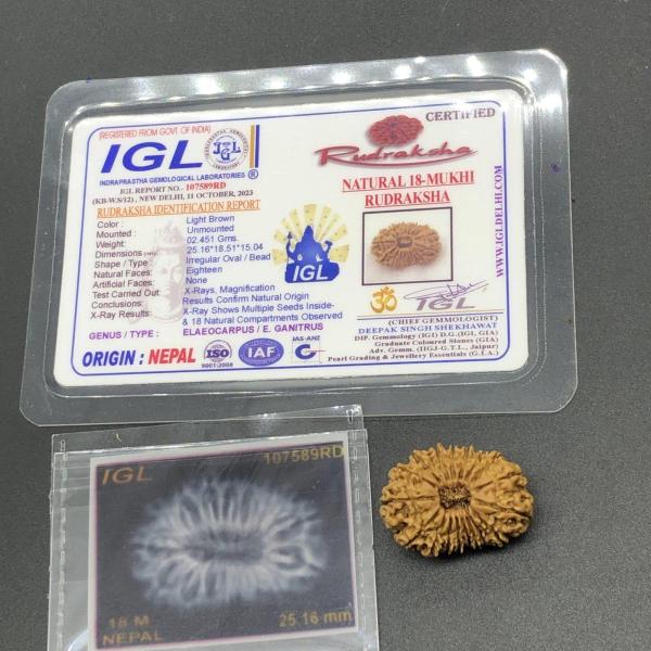 18 Mukhi Nepal Rudraksha Eighteen Face 25.16mm 2.45 GM