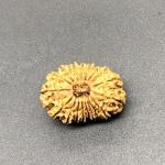 18 Mukhi Nepal Rudraksha Eighteen Face 25.16mm 2.45 GM