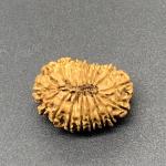 18 Mukhi Nepal Rudraksha Eighteen Face 25.16mm 2.45 GM