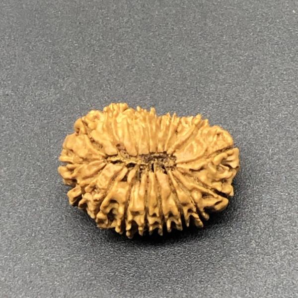 18 Mukhi Nepal Rudraksha Eighteen Face 25.16mm 2.45 GM