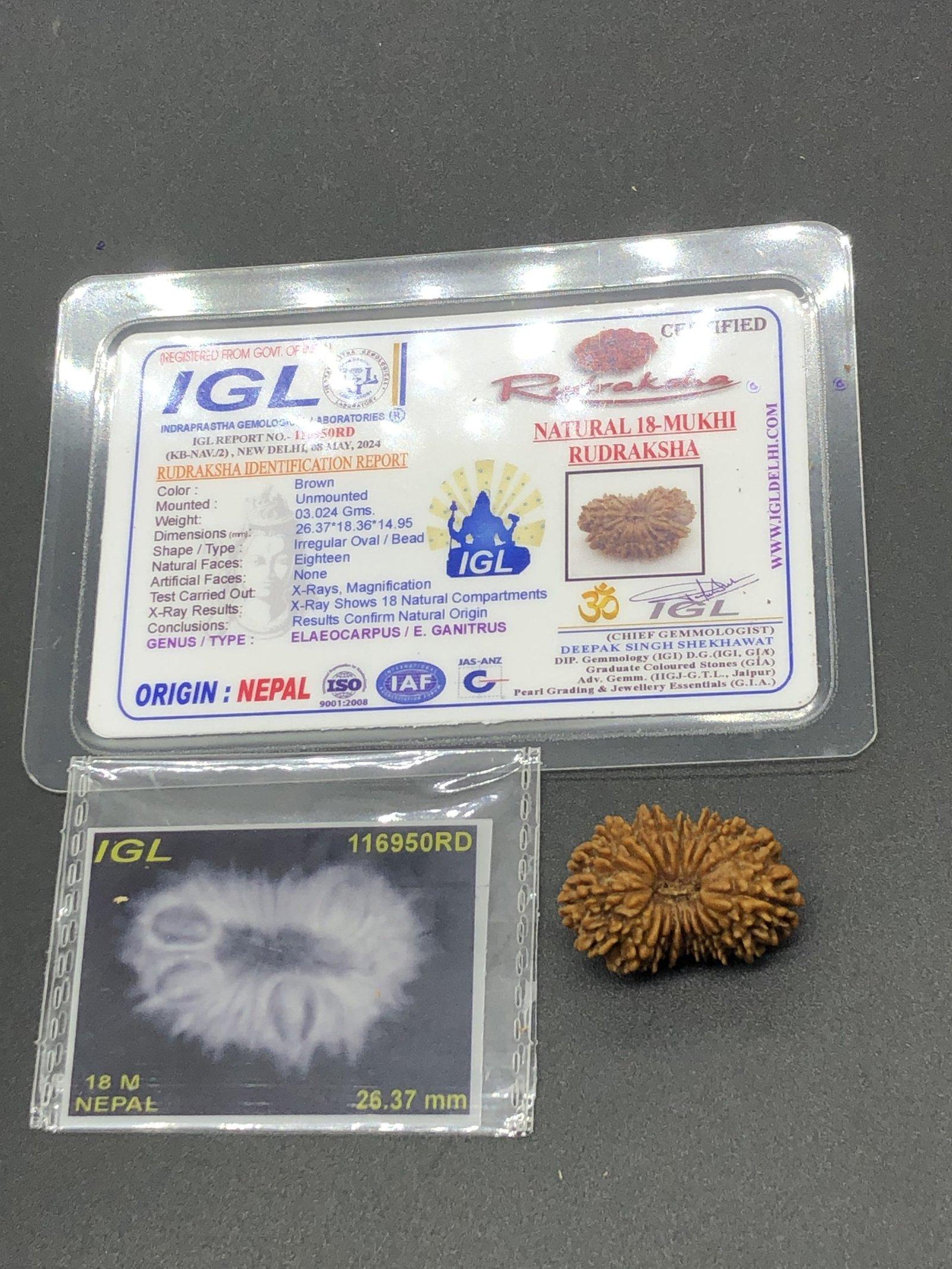 18 Mukhi Nepal Rudraksha Eighteen Face 26.37mm 3.02 GMS