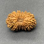 18 Mukhi Nepal Rudraksha Eighteen Face 26.37mm 3.02 GMS