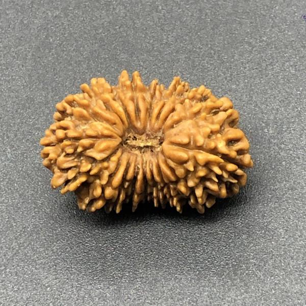18 Mukhi Nepal Rudraksha Eighteen Face 26.37mm 3.02 GMS