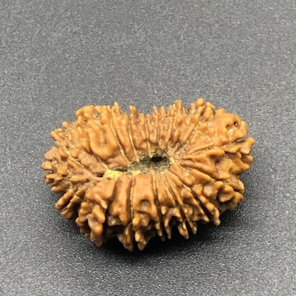 18 Mukhi Nepal Rudraksha Eighteen Face 26.37mm 3.02 GMS