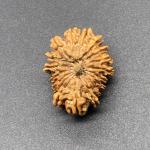 18 Mukhi Nepal Rudraksha Eighteen Face 25.15mm 2.77 GMS