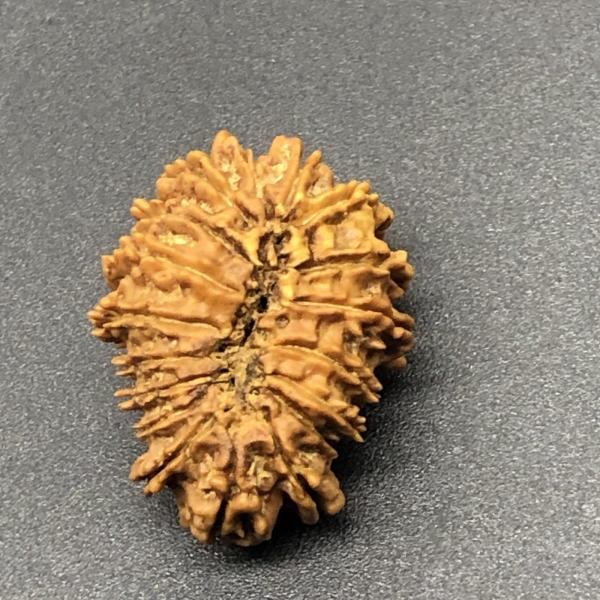18 Mukhi Nepal Rudraksha Eighteen Face 25.15mm 2.77 GMS