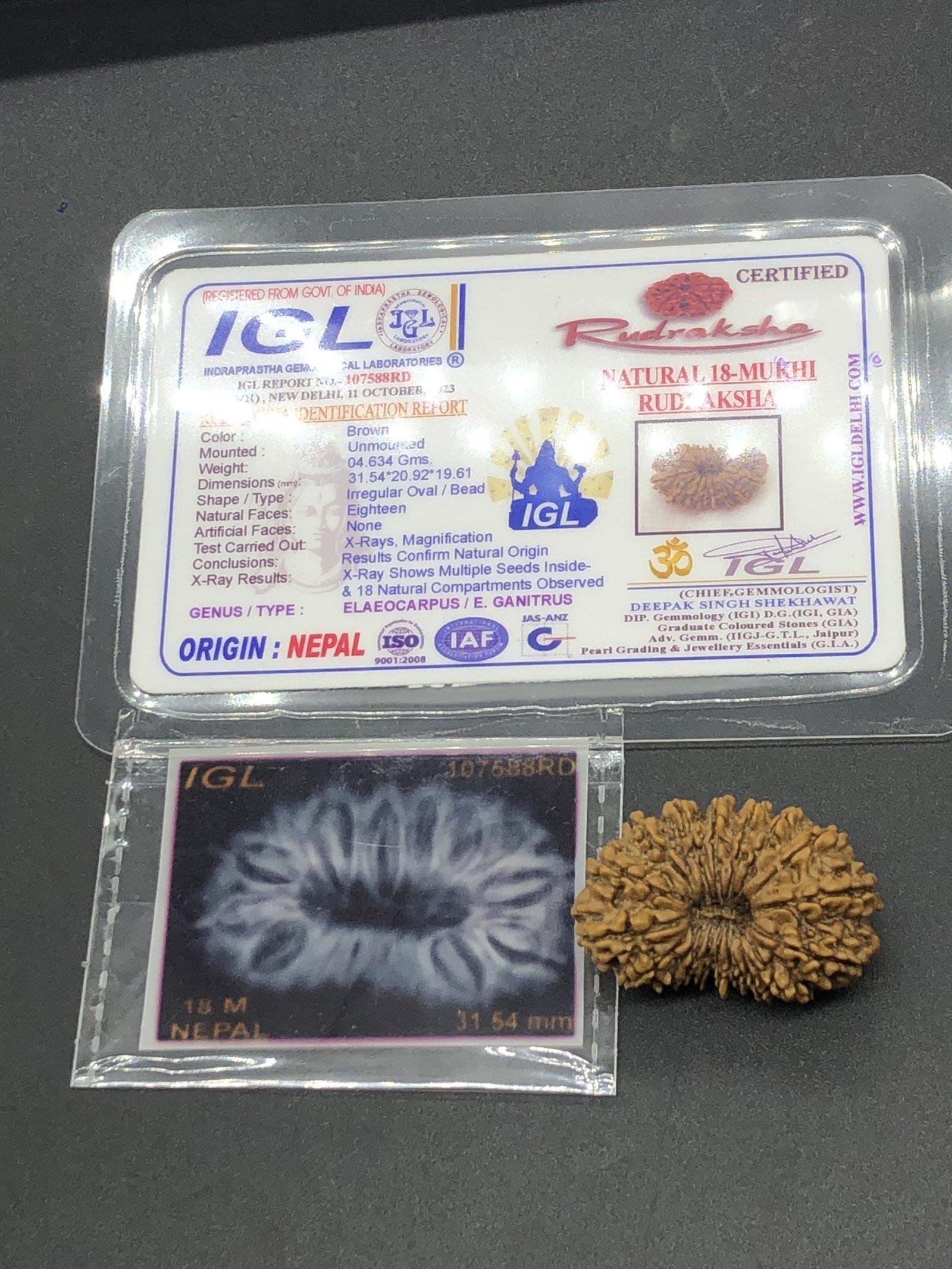 18 Mukhi Nepal Rudraksha Eighteen Face 31.54mm 4.63 GMS