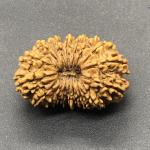 18 Mukhi Nepal Rudraksha Eighteen Face 31.54mm 4.63 GMS