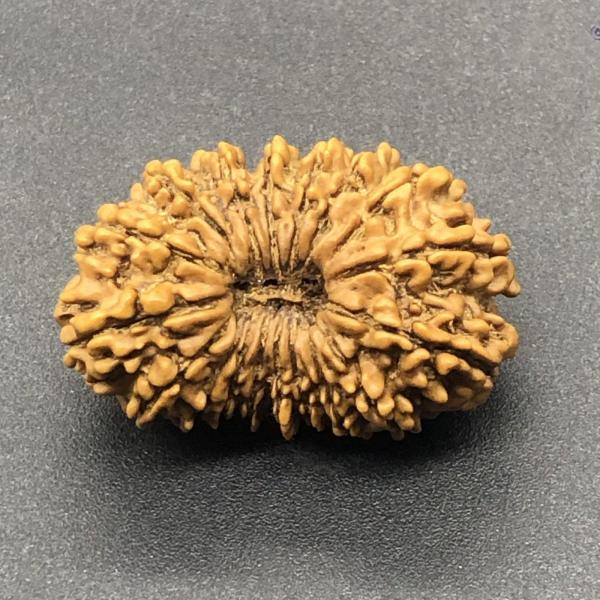 18 Mukhi Nepal Rudraksha Eighteen Face 31.54mm 4.63 GMS