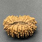 18 Mukhi Nepal Rudraksha Eighteen Face 31.54mm 4.63 GMS