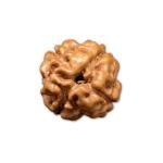 4 Mukhi Indonesian Rudraksha Big