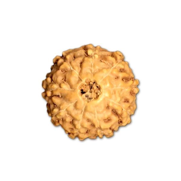 9 Mukhi Indonesian Rudraksha Medium