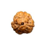 3 Mukhi Indonesian Rudraksha Small