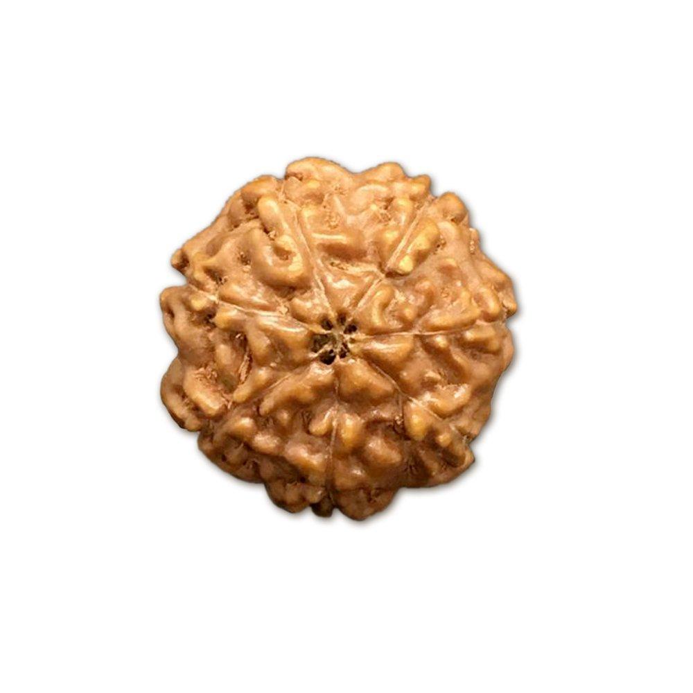 7 Mukhi Indonesian Rudraksha Big