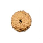 10 Mukhi Indonesian Rudraksha Medium